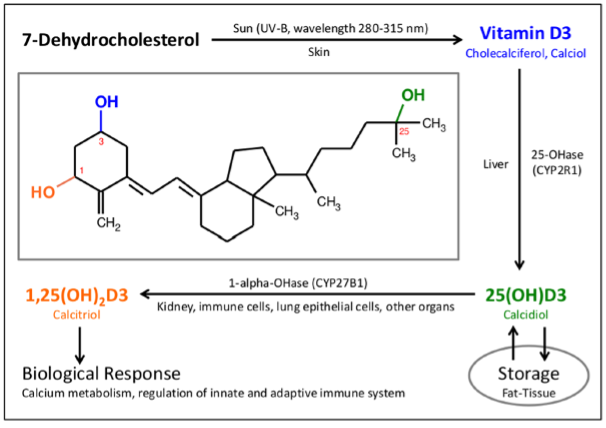 Metabole route van vitamine D3