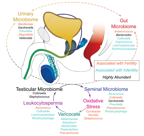 De taxonomie en functionele veranderingen van het mannelijk microbioom