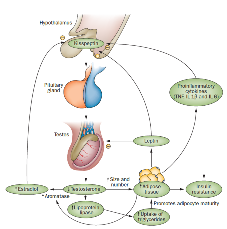 De intracellulaire acties van androgenen