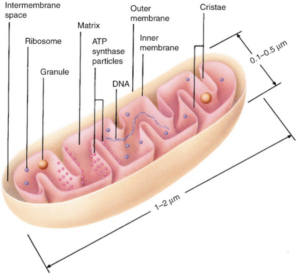 De interne structuur van een mitochondrium