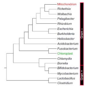 De taxonomische en fylogenetische relatie tussen mitochondria en bacteriën