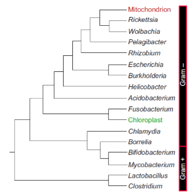 De taxonomische en fylogenetische relatie tussen mitochondria en bacteriën