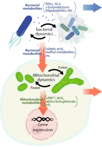 De moleculaire communicatie tussen bacteriën en mitochondria