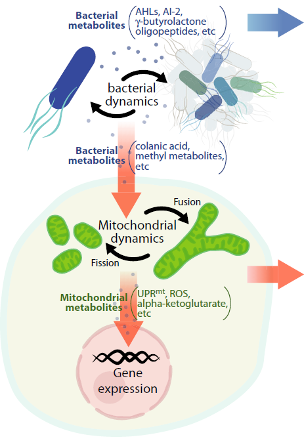 De moleculaire communicatie tussen bacteriën en mitochondria