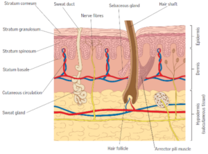De anatomie van de huid