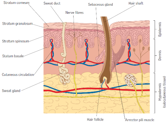 De anatomie van de huid