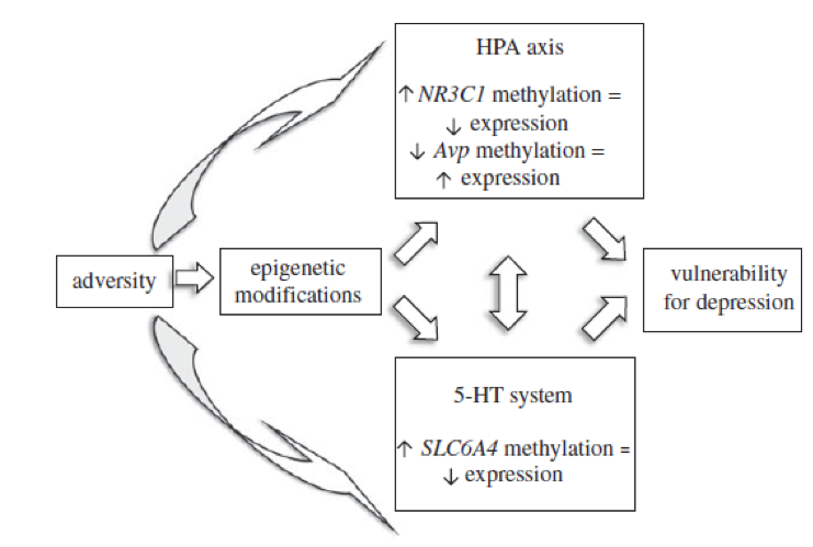 HPA-as en serotoninestofwisseling