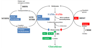 OCM en de productie van glutathion en SAMe