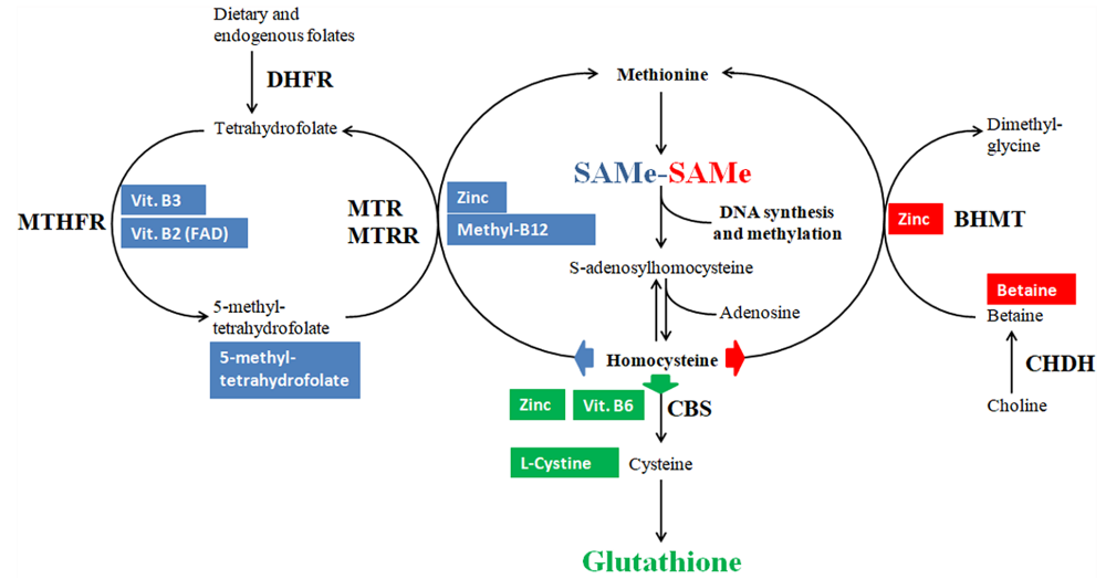 OCM en de productie van glutathion en SAMe