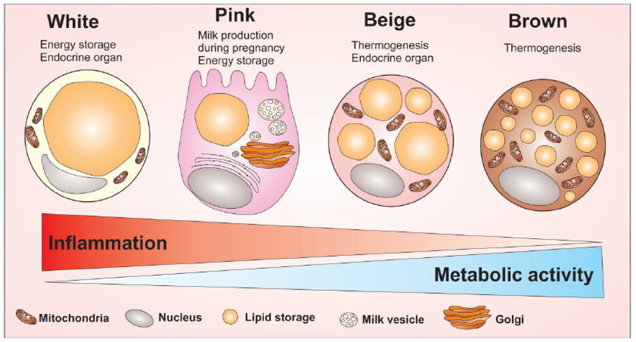 Vetceltypen in borstweefsel