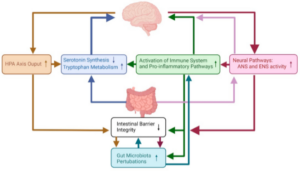 Model van darm-breincommunicatie bij chronisch stress en depressie