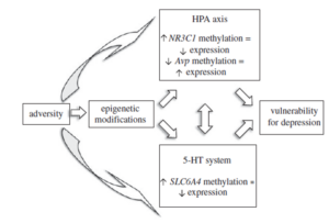 Veranderingen in DNA methylation bij de genetische expressie van HPAS-as en serotoninestofwisseling in relatie tot de gevoeligheid voor depressive stoornissen