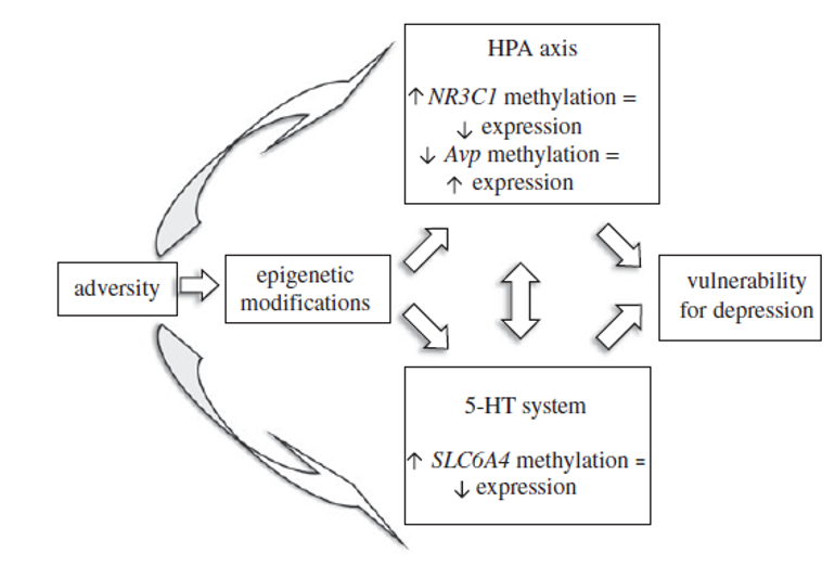 Veranderingen in DNA-methylatie bij genetische expressie van HPAS-as en serotoninestofwisseling in relatie tot gevoeligheid voor depressieve stoornissen (Booij et al, 2013)